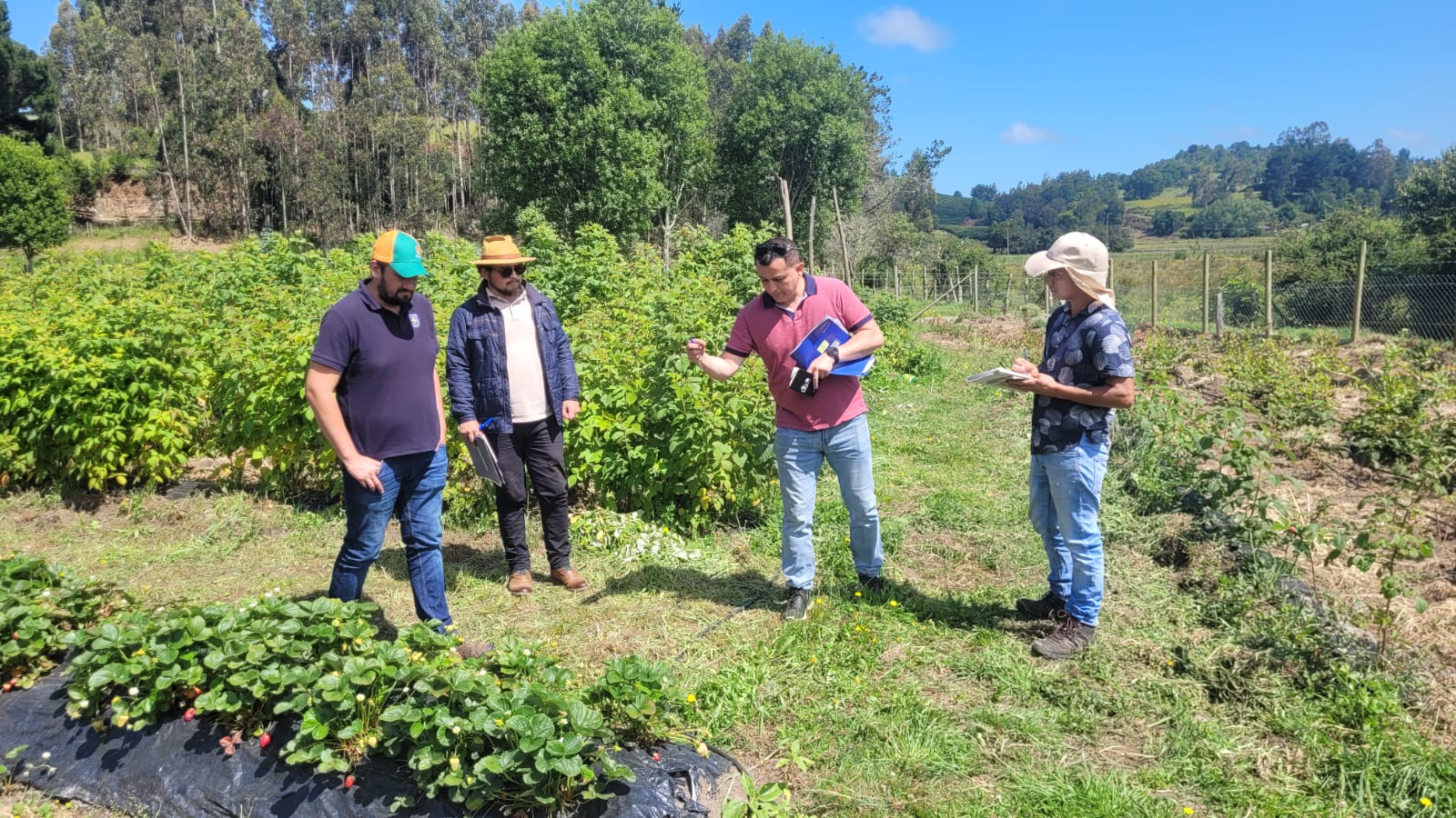 173 proyectos pasan a evaluación técnica en programa del Gobierno Regional para emprendedores de la Costa Araucanía